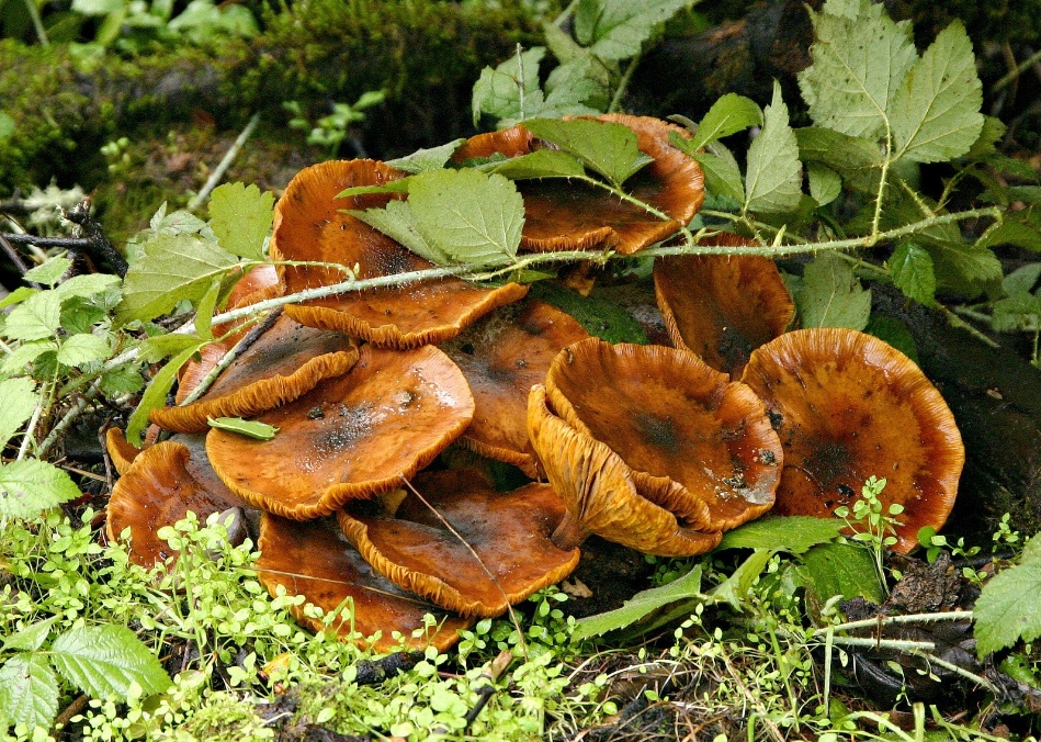 029  Big brown mushrooms_4814Ps`0401021151.jpg