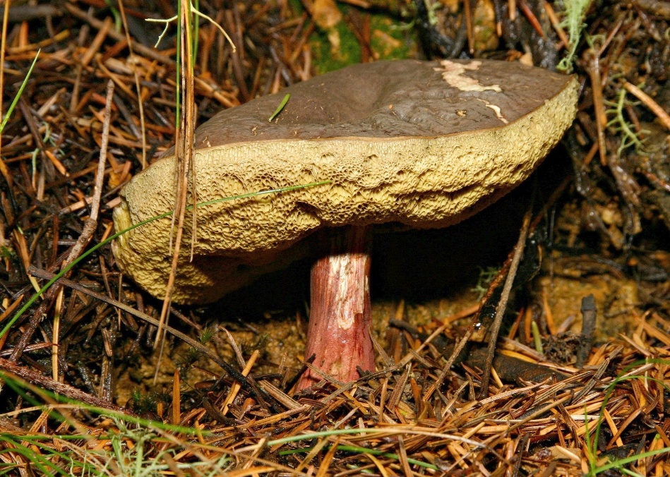 032  Big mushroom with spongey bottom_5038`0401101207.JPG
