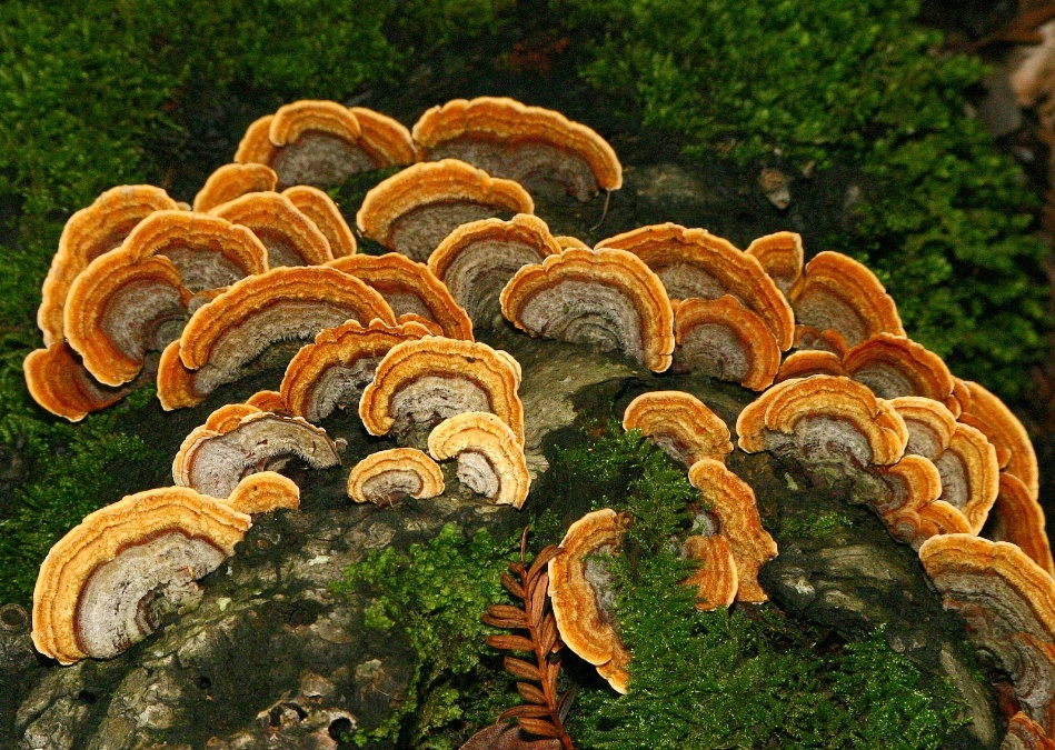 036  Tan & gray turkeytails_5239`0401121423.JPG