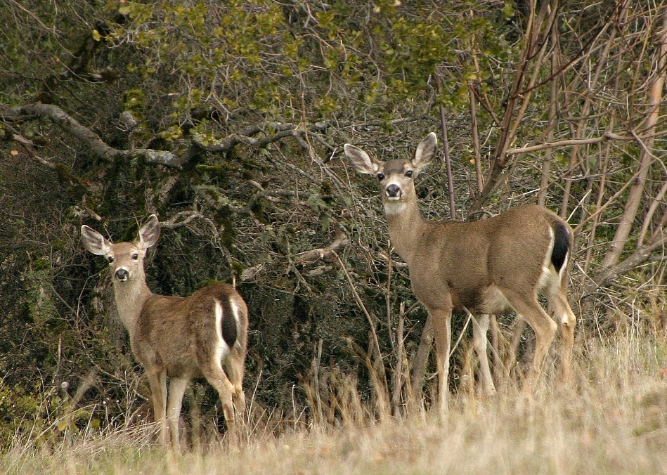 046  2 deer looking back at us (cropped)_6092Ps`0402231204.JPG