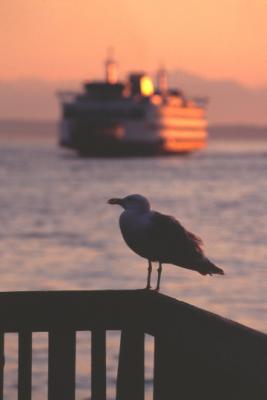 SEAGULL AND FERRY 2