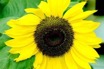 040831 Sunflower
