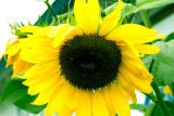 040831 Sunflower