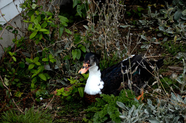 040831 Duck