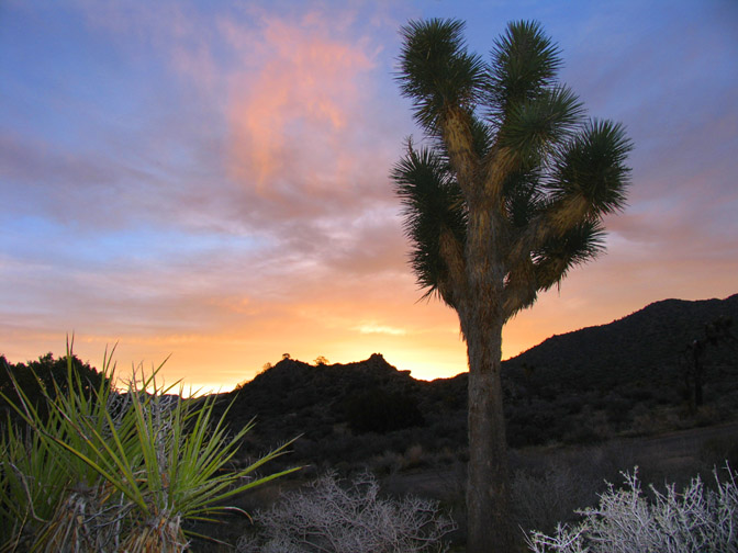 Joshua Tree National Park