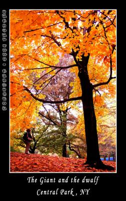u41/kelster/medium/35950926.CentralParkFall8.jpg