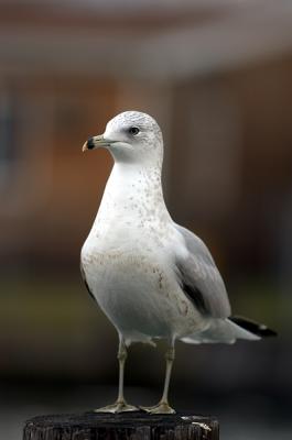 gull.JPG