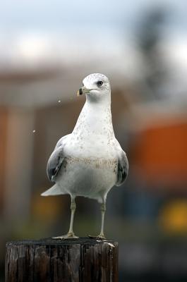 gull2.JPG