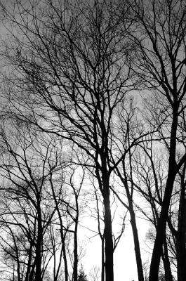 tree.JPG