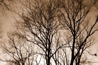 tree2.JPG