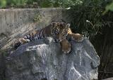 Tiger cub, 4 months old