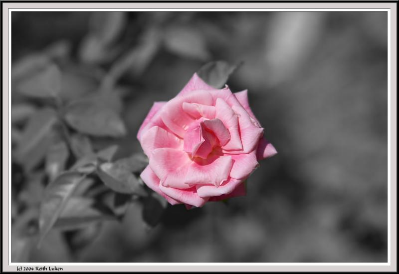 Rose Soft - CRW_1331 copy.jpg