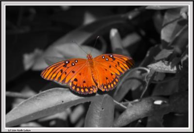 Monarch Butterfly Close BW Blur- CRW_1349 copy.jpg
