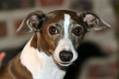 Whippets & Italian Greyhounds