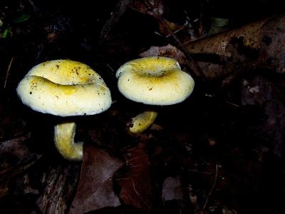 Mushrooms