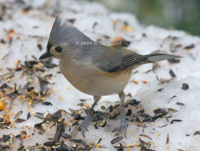 u41/ladymacro/medium/39557057.DR1208050003Titmouse.jpg