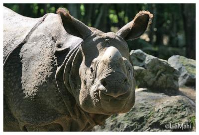 Indian rhino