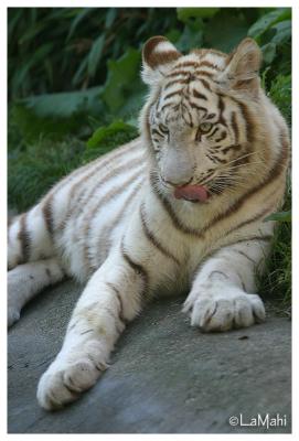 White tiger (juvenile)