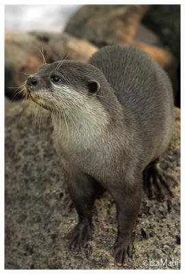 Small clawed otter
