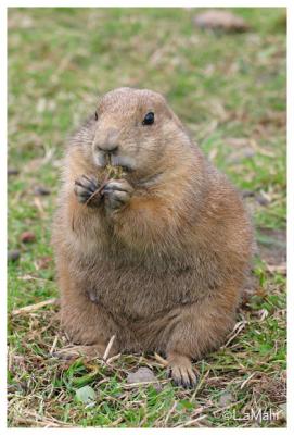Black-tailed prairie dog