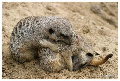 Meerkat
