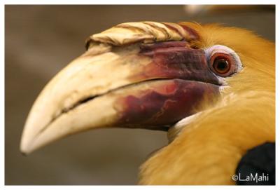 Blyth's hornbill