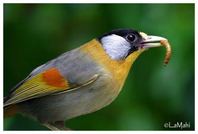 Silver-eared Mesia
