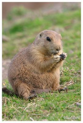 Black-tailed prairie dog