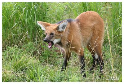 Maned wolf