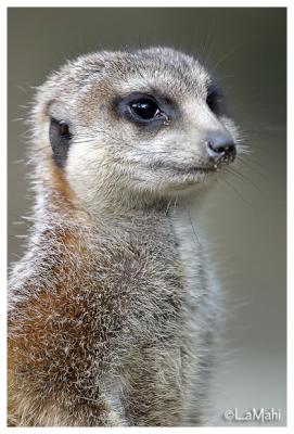 Meerkat