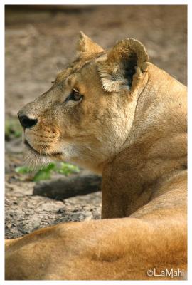 Jane - African lioness