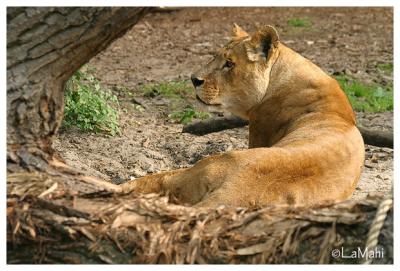 Jane - African lioness
