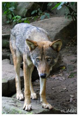 European wolf