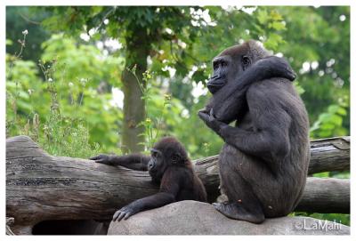 Gorilla female & baby