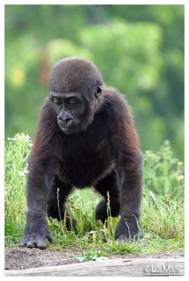 Western lowland gorilla baby