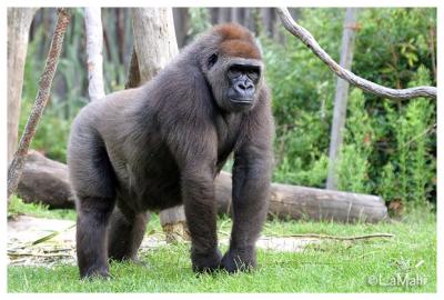 Western lowland gorilla