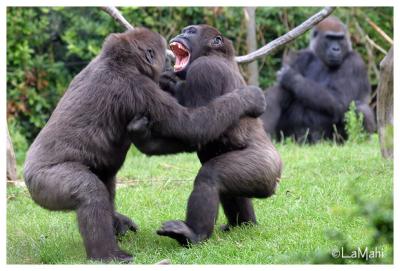 Western lowland gorillas fighting