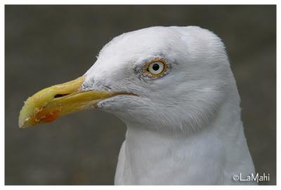 Seagull