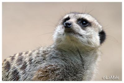 Meerkat