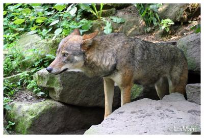 European wolf