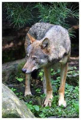European wolf