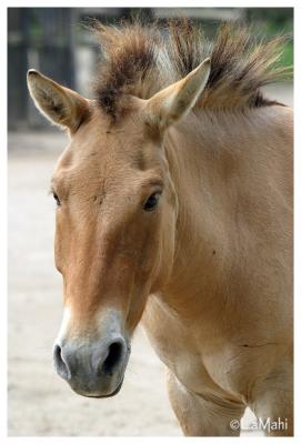 Przewalski's wild horse