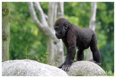 Western lowland gorilla baby