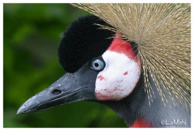 Crowned crane