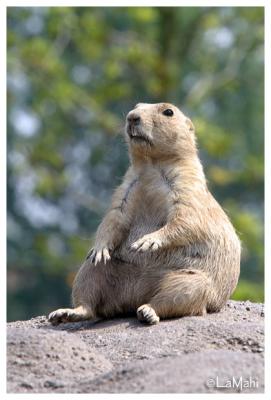 Black-tailed prairie dog