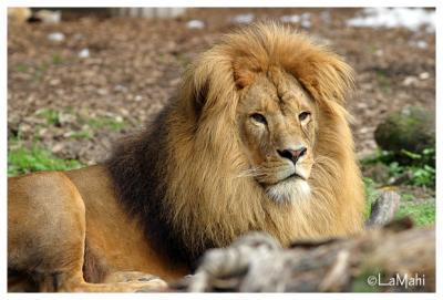 Azlan - African lion
