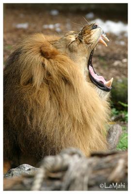 Azlan - African lion