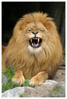 Azlan roaring - African lion