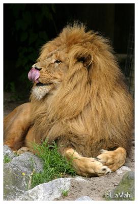 Azlan - African lion