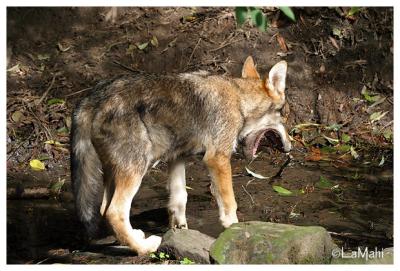 European wolf